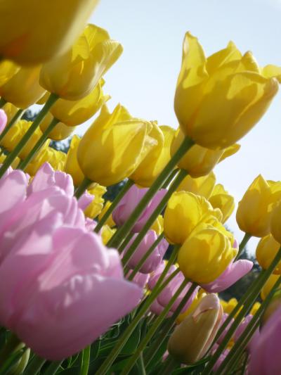 チューリップと色とりどりのお花たち＜兵庫県立フラワーセンター＞