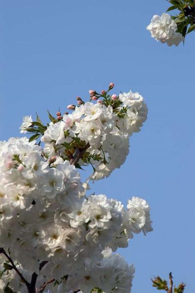 北京滞在記048～疲れも癒す桜の威力（玉淵潭公園）