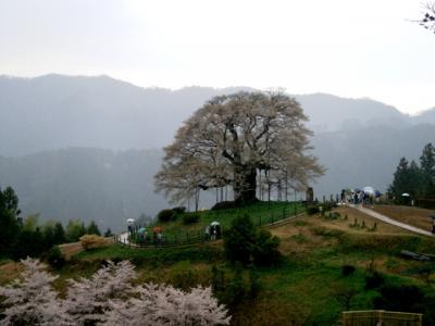 ２度目の逢瀬は醍醐桜と雨中の再会となりました。