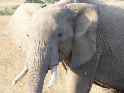 アフリカの大自然よ、コンニチハ