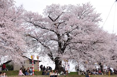 一目千本にびっくり