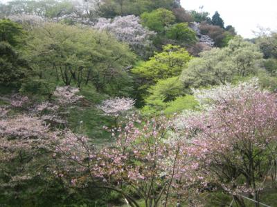 多摩森林科学園サクラ保存林へ