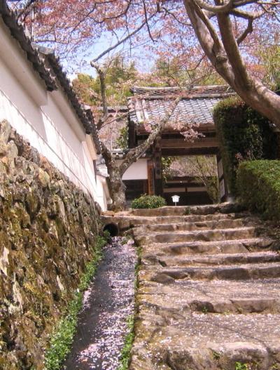 京都の桜の見頃　咲き誇る紅しだれ　勝持寺（花の寺）