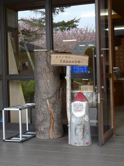 多摩森林科学園で遅咲きの桜のお花見　１/２