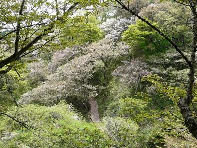 多摩森林科学園で遅咲きの桜のお花見　２/２