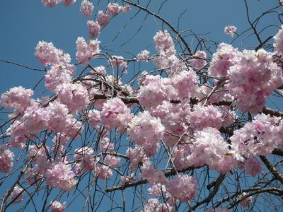 京都桜見ごろ２００９（その３～仁和寺）