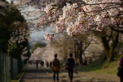 2009京都桜便り７　インクライン～岡崎疏水