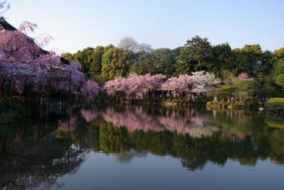 2009　京都桜便り８　満開の平安神宮～冷泉疏水
