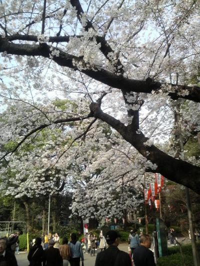 上野公園の桜