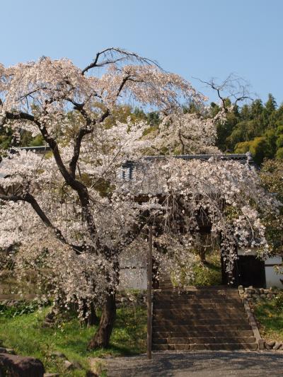 2009.04 桜を追って箕輪城