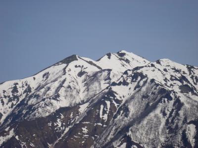 谷川岳と桜