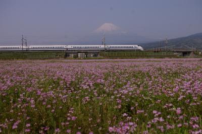 蓮華畑を疾走する 新幹線