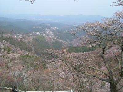 吉野の千本桜は日本一!!!