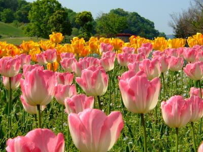 春のまんのう公園、花盛り～ヽ(^o^)丿