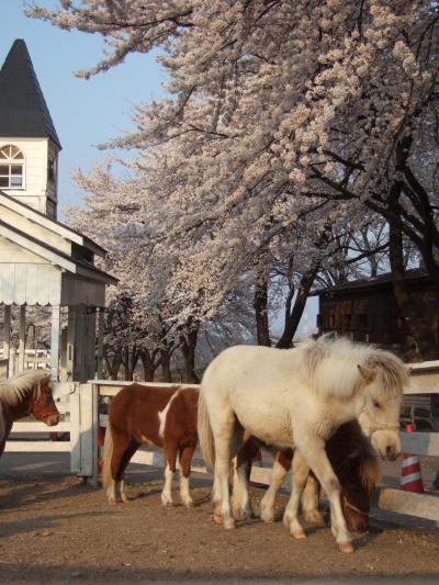 伊香保の桜と動物たちinグリーン牧場