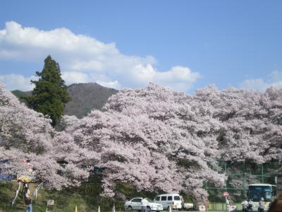 高遠桜VS根尾谷の淡墨桜(その１）