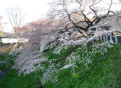 東京・桜づくし