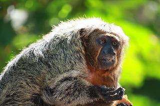 ブラジル（マナウス）旅行記