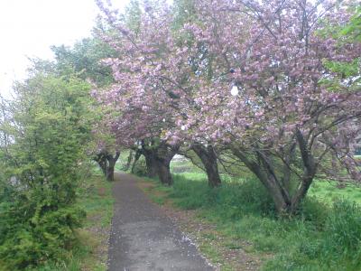 越谷早朝マラソンPART2