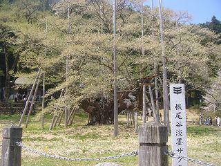 満開の淡墨桜・・・　これは詐欺だ！