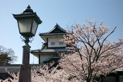 桜満開！　金沢城公園