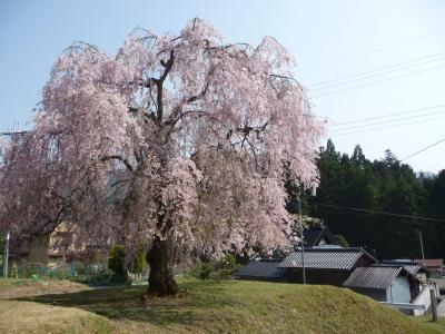 2009年最後の桜だより◆『常照皇寺』の突然変異の桜◆“一重”と“八重”の花が同じ木に咲く！（京都市右京区京北）