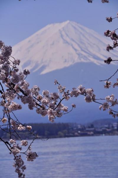 これぞニッポン！！満開の桜と美しい富士＠河口湖