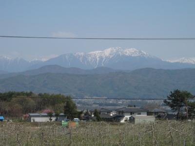 桜の季節です