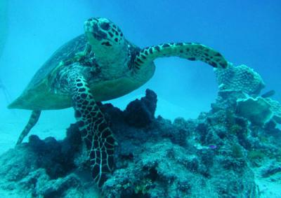 2005年 1月 オーストラリア(シドニー、GBR)