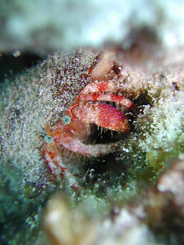 2004年 1月 メキシコ (コズメル&セノーテ)