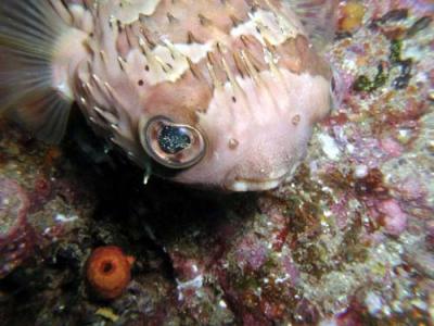 2007年 10月 メキシコ (カボ)