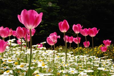 花ざかりの久里浜へ