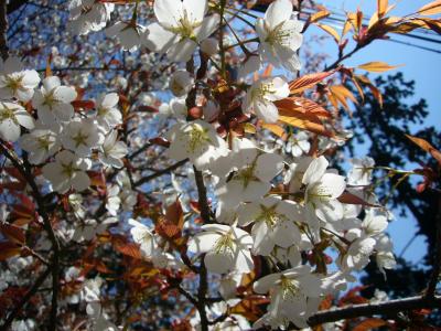 一目千本桜と世界遺産めぐり