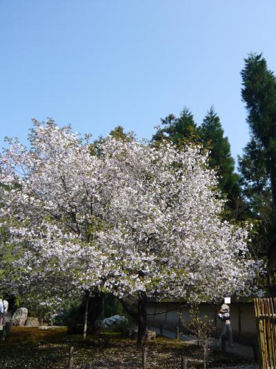 2009年最後の桜だより◆もう一つの『常照皇寺』の突然変異の桜