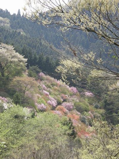 09 花巡り・・・?秩父・岩根山のつつじと山野草