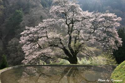 源義経、駒つなぎの桜が満開の季節を迎えました　/長野県下伊那郡阿智村