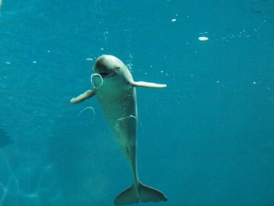 スナメリのバブルリング　～しものせき水族館・海響館～　ショー編