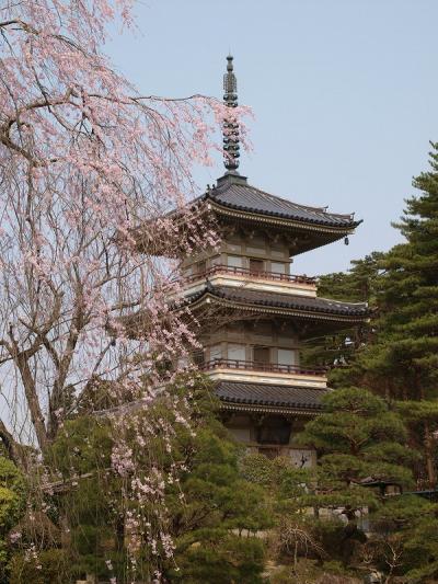 桜紀行　みちのく仙台ー２　輪王寺