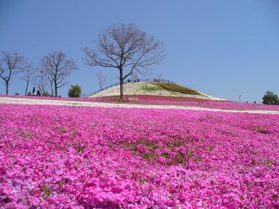 2009年04月　おおた芝桜・・・本州最大級の100万本？