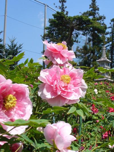 2009年04月　ぼたんの大慶寺・・・もう少し涼しければ