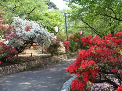2009年04月　ツツジの華蔵寺公園・・・色とりどりです