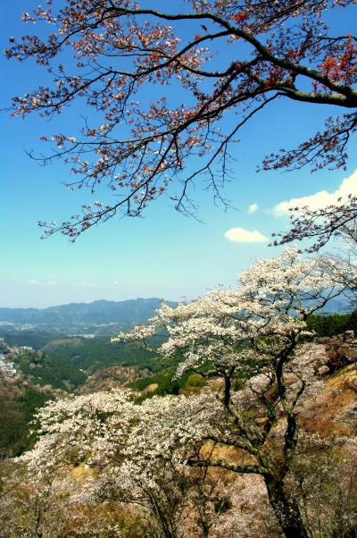 吉野千本桜と清水寺　２日間　その4