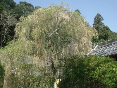 大野寺の枝垂桜には遅かったが、磨崖仏を拝むことができました
