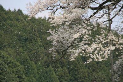 樹齢千年の巨木、醍醐桜