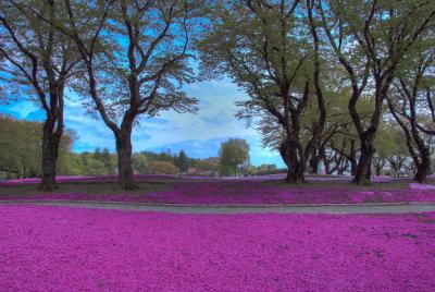 芝桜！館林へ行ってきました。