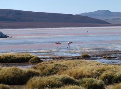 サン・ペドロ・デ・アタカマからラグ−ナ・コロラドまで　（１１）San Pdero de Atacama to Lagoon Cololado   -   Chili & Boloivia