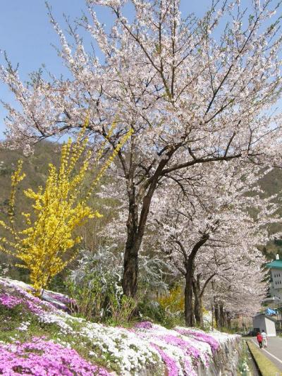 09年4月　春を求めて越後路に：「花」満喫！桜とカタクリが見頃♪♪～♪