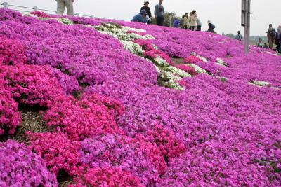 相模川芝ざくらを楽しむ、原当麻ウォーキング