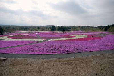 富士芝桜