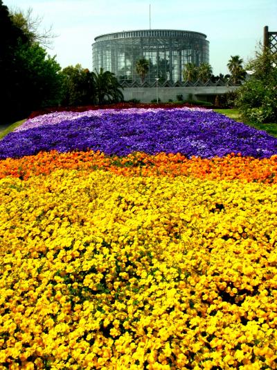 千葉市花の美術館を訪ねて　☆チューリップフェア開催中に